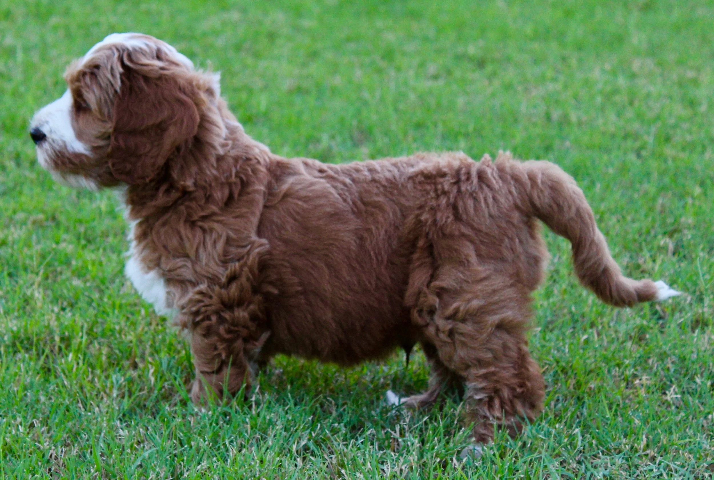 Gallery — Luxe Labradoodles